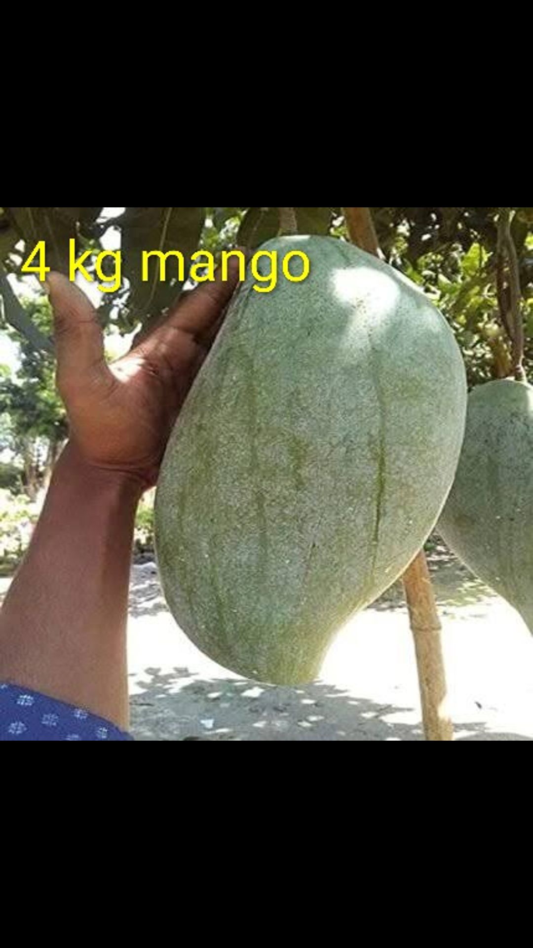 Grafted- mango plant  4