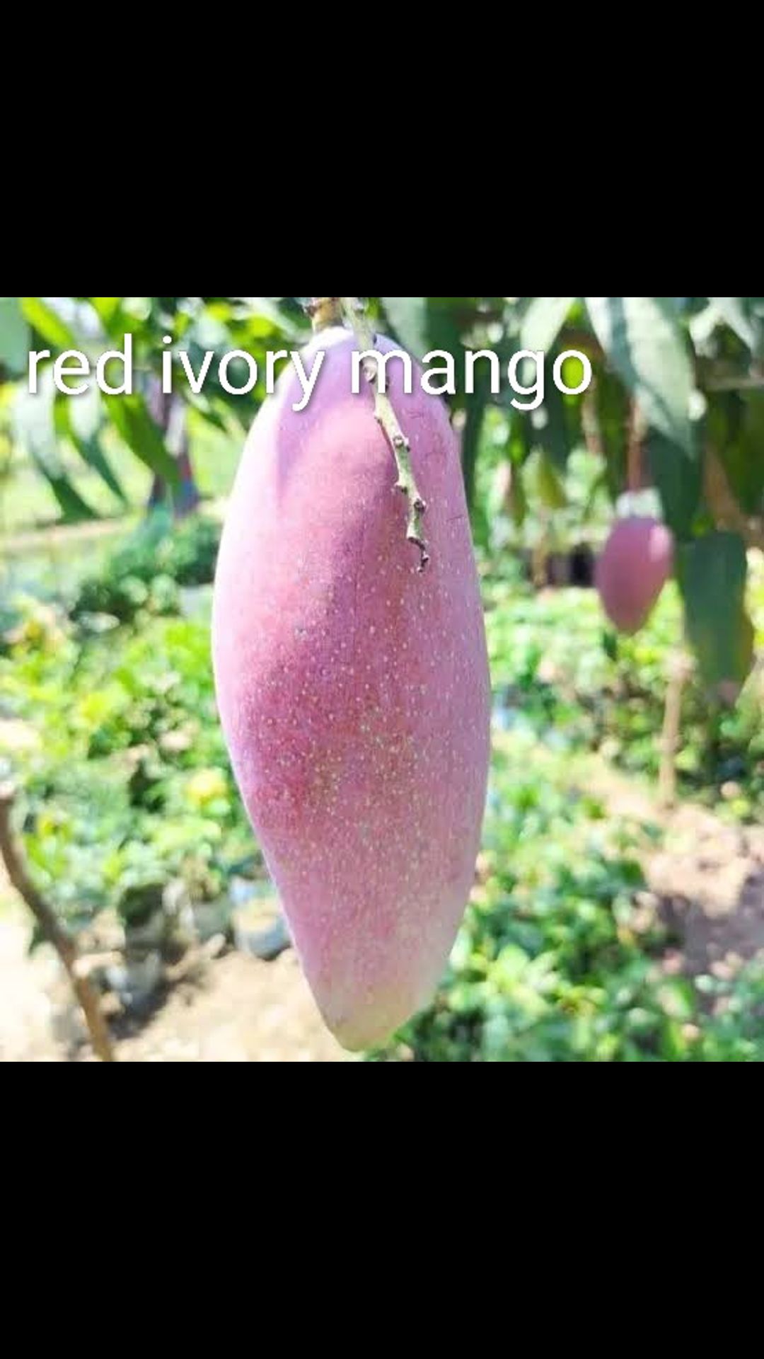 Grafted- mango plant  3