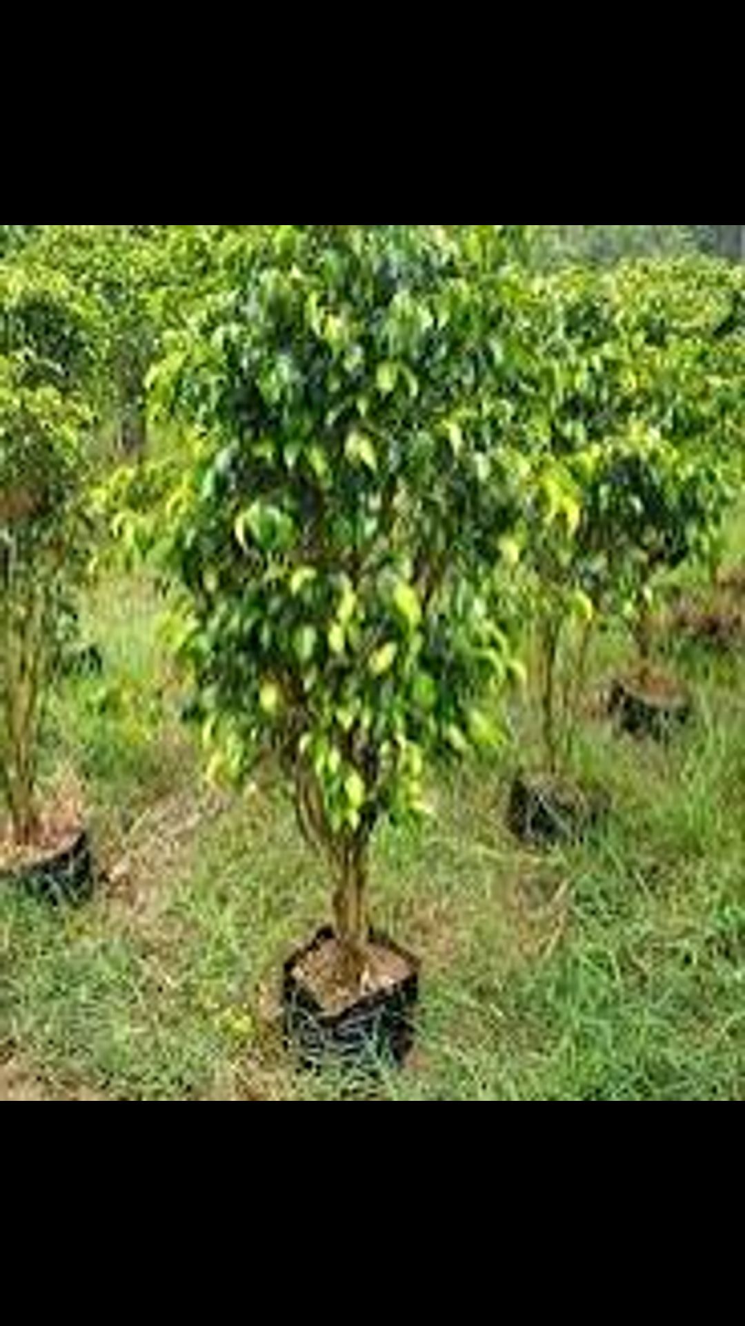 Ficus plant 2
