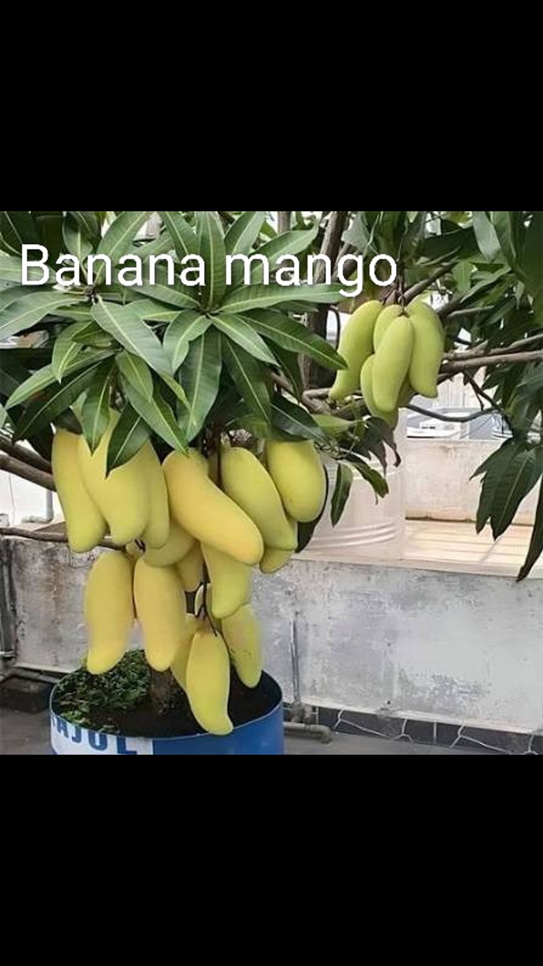 Grafted- mango plant  2