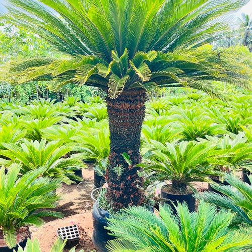 Vijaya Durga Nursery Gardens